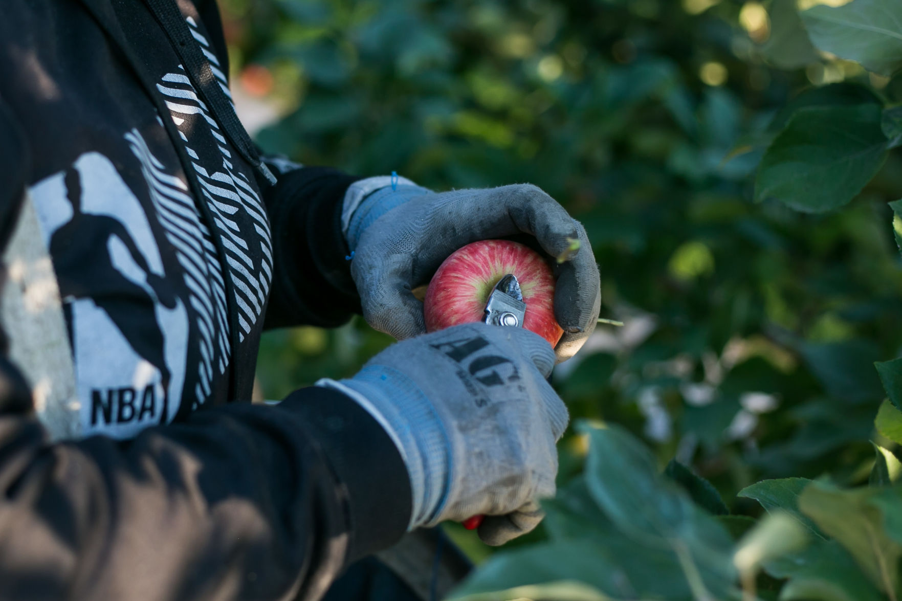 appleharvest-YH-090818-13.jpg